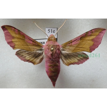 Deilephila porcellus (Linnaeus, 1758) Zmrocznik pazik Poland51e